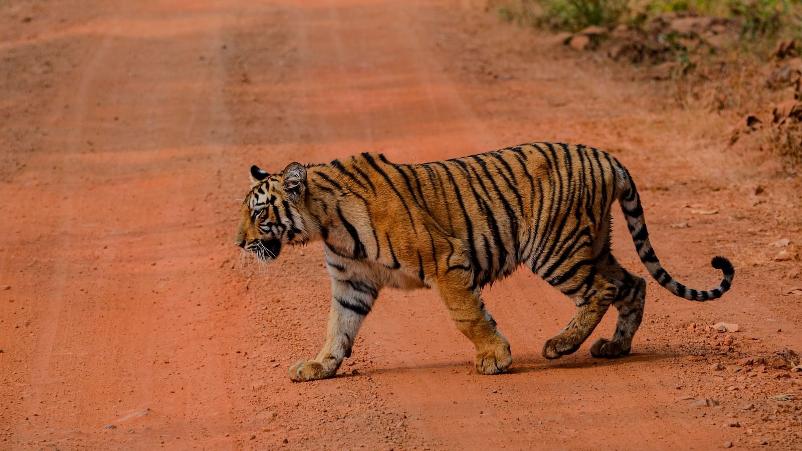 A Bengal tiger walking on a muddy red pathway at Trees N Tigers, Tadoba.